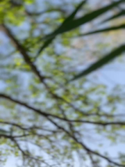 Roxana-Sexy_Stripchat_20260407_071319.mp4