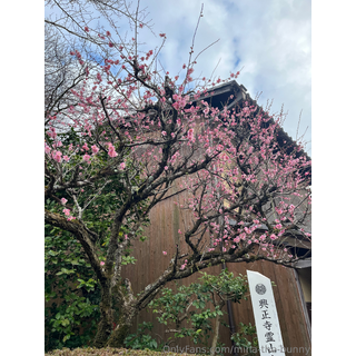 Early spring came here in Kyoto 💗_1.jpg