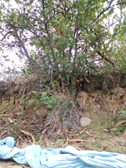 sorpresa_x_2026-06-26_12-50-56_053.mp4